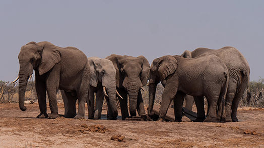 Safari & wildlife image 6