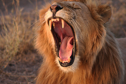 Safari & wildlife image 3