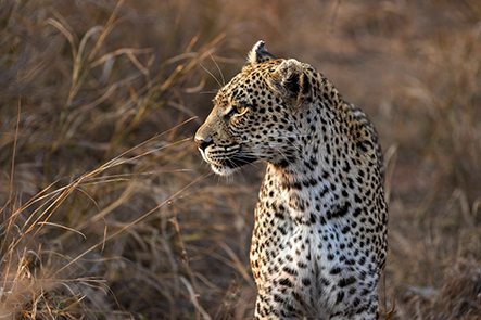 Safari & wildlife image 5