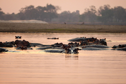Safari & wildlife image 4