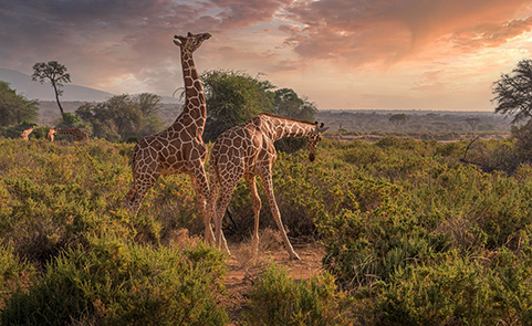 Safari & wildlife image 1