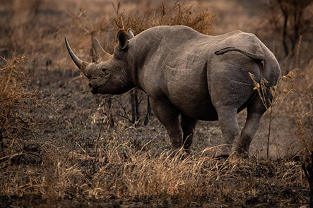 Safari & wildlife image 2